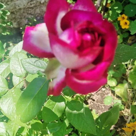 Casa Di Genni Casa vacanze *