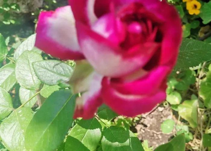 Casa Di Genni 度假居 *